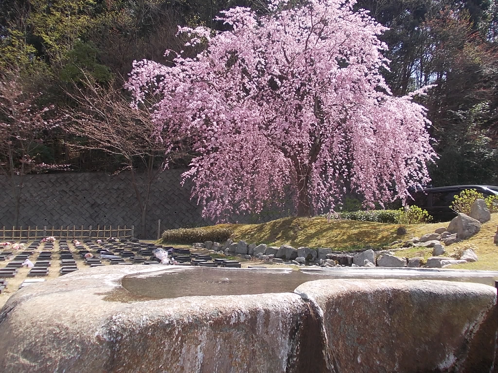 合祀される事のない永代供養の樹木葬