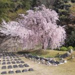 桜下庭園樹木葬