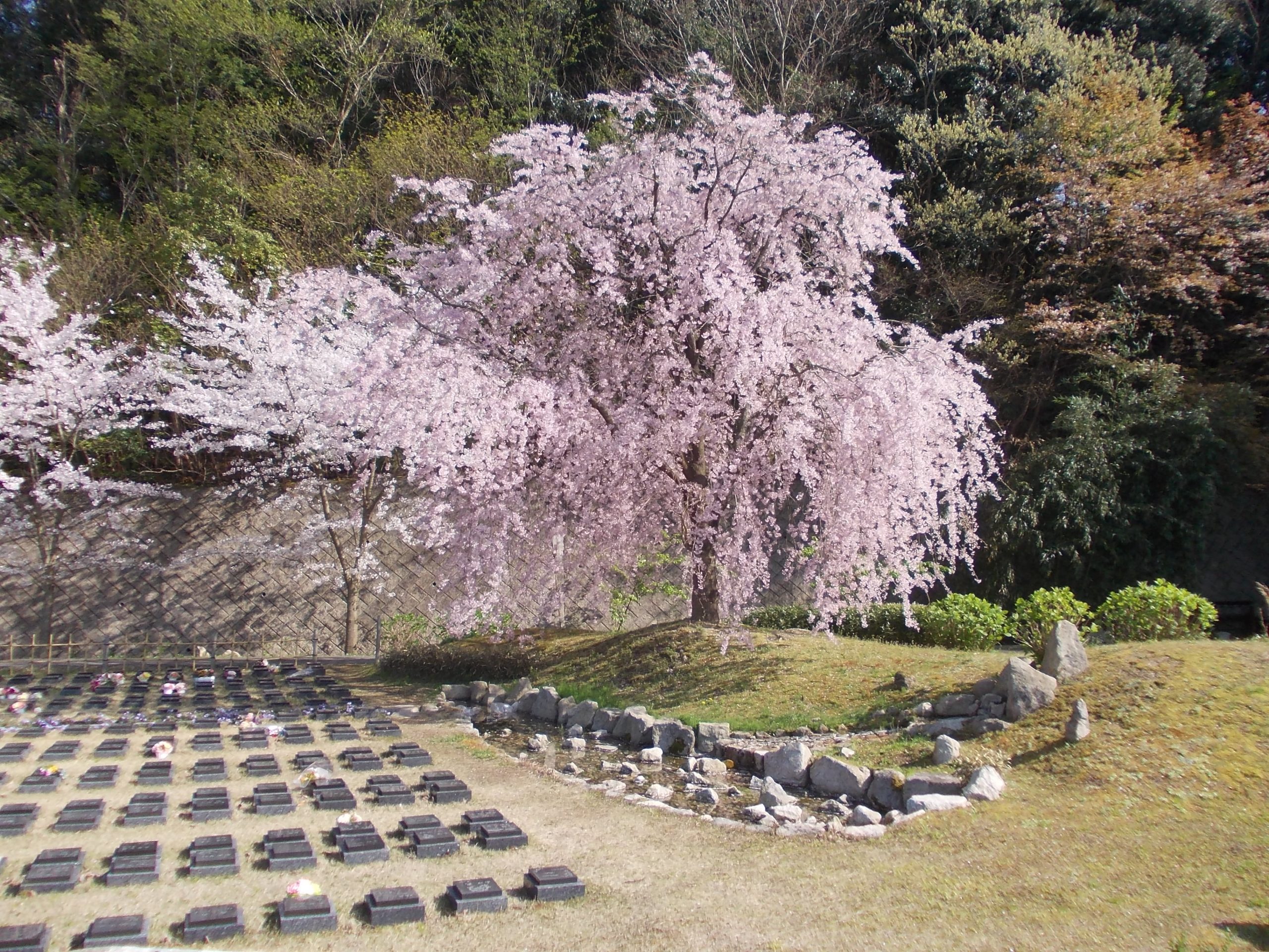 桜下庭園樹木葬